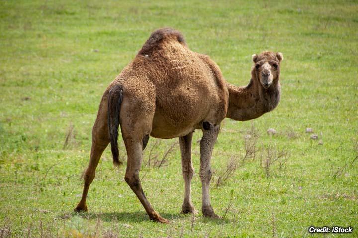 Frostbite in Dromedary Camels 1.jpg
