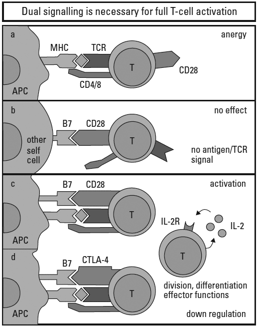 A T cell requires signals from both the T-cell receptor and CD28 for activation