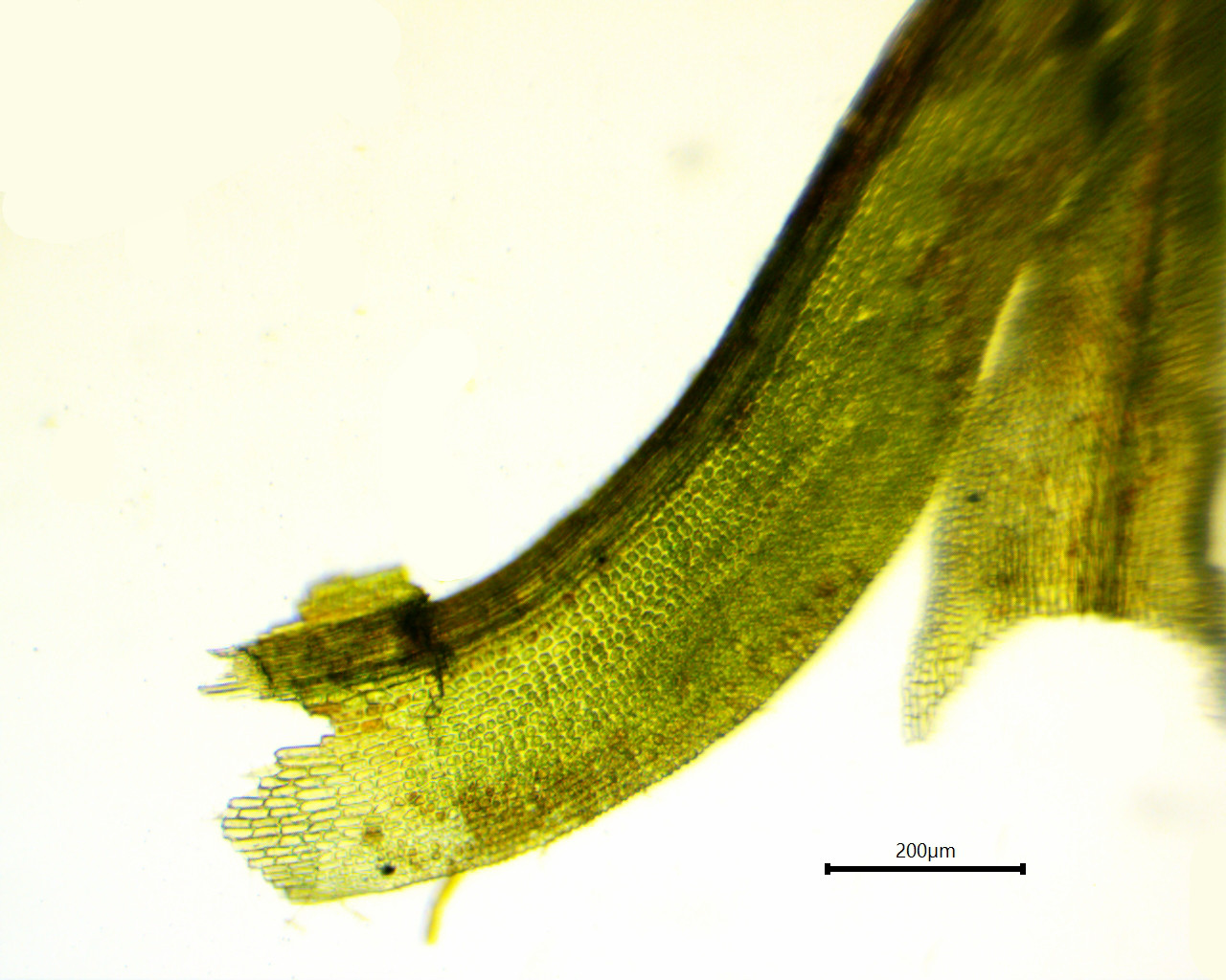 Oxystegus tenuirostre 100x base mod.jpg