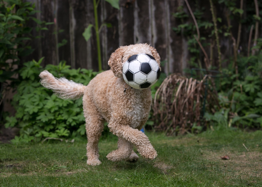poodle type dog carrying football in mouth