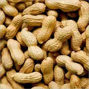 groundnut