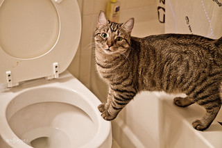 cat and toilet.jpg