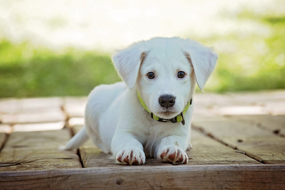 Puppy, Dog, Pet, Animal, Cute, White, Adorable, Canine