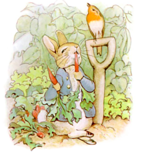 Peter Rabbit eating a carrot while standing in a garden.
