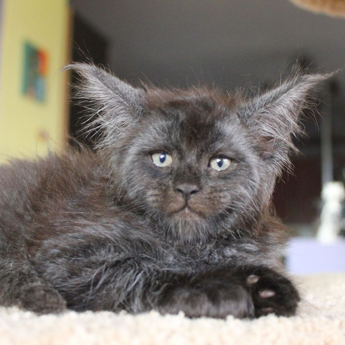This Cat With A Human-Like Face Is Going Viral, And We Can't Unsee It