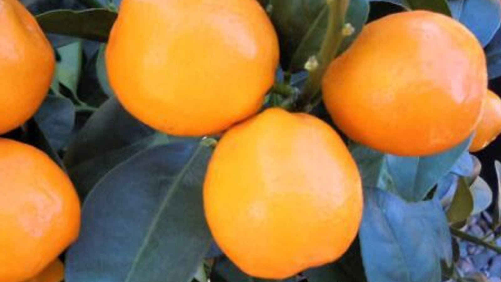 types of kumquats