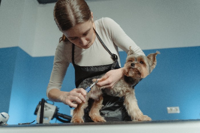 how to hand strip a border terrier