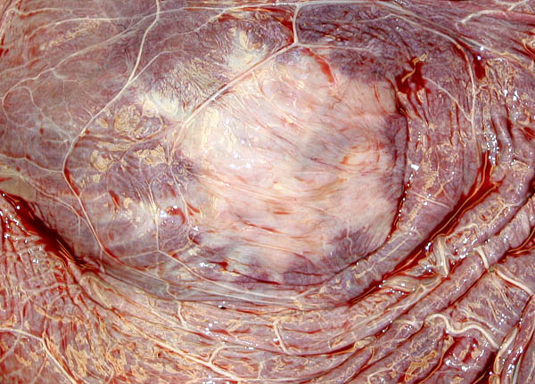 Region of cervical star in Przewalski's horse, from inside the placenta