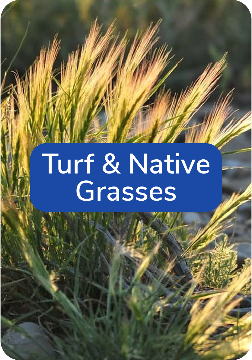 native grass