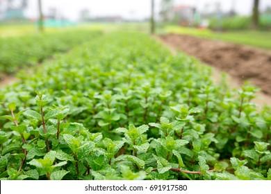 Mint farm Images, Stock Photos & Vectors | Shutterstock