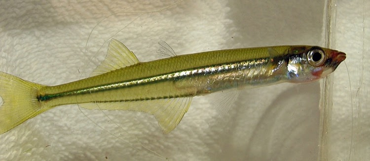 Labidesthes Sicculus