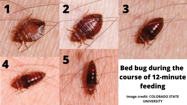 Bed Bugs During Feeding