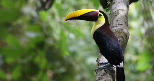 Mandabiled Toucan at Carara, Costa Rica