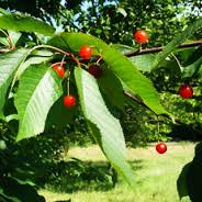 wild cherry fruit