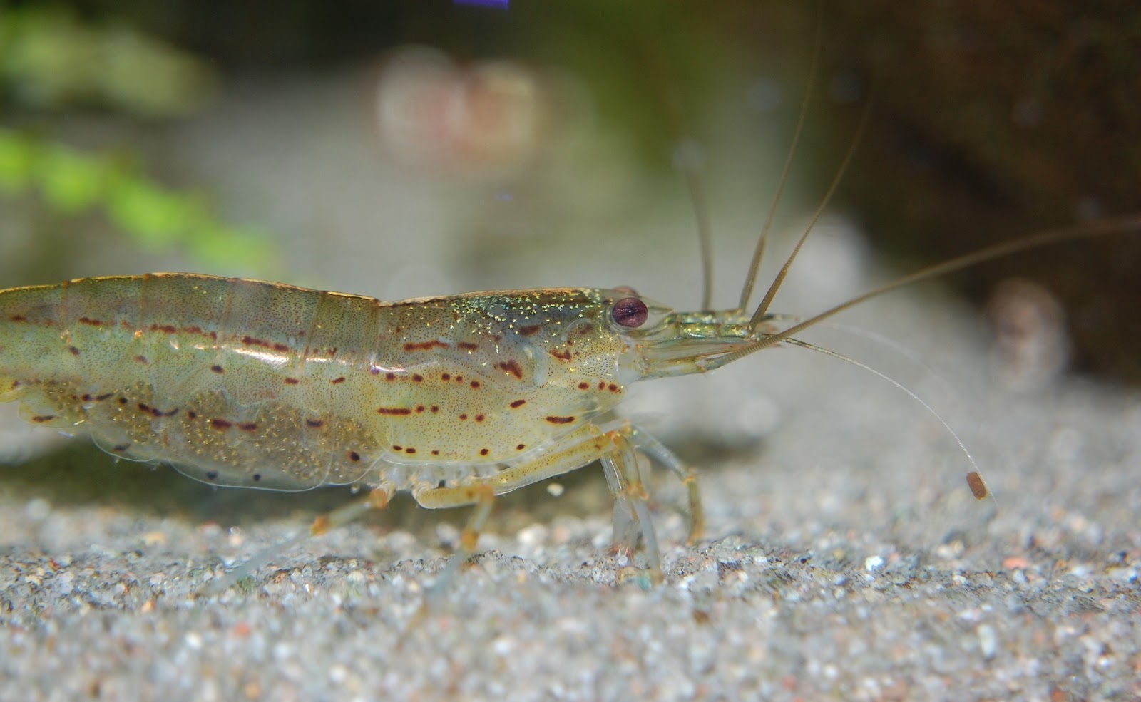 Close-up of a shrimp