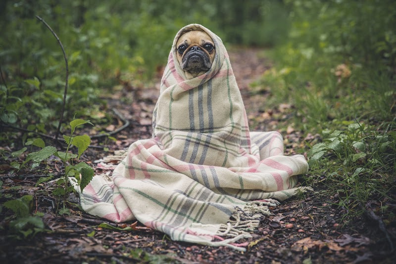A pug dog sits on a pile of leaves, the dog is wrapped in a tartan scarf