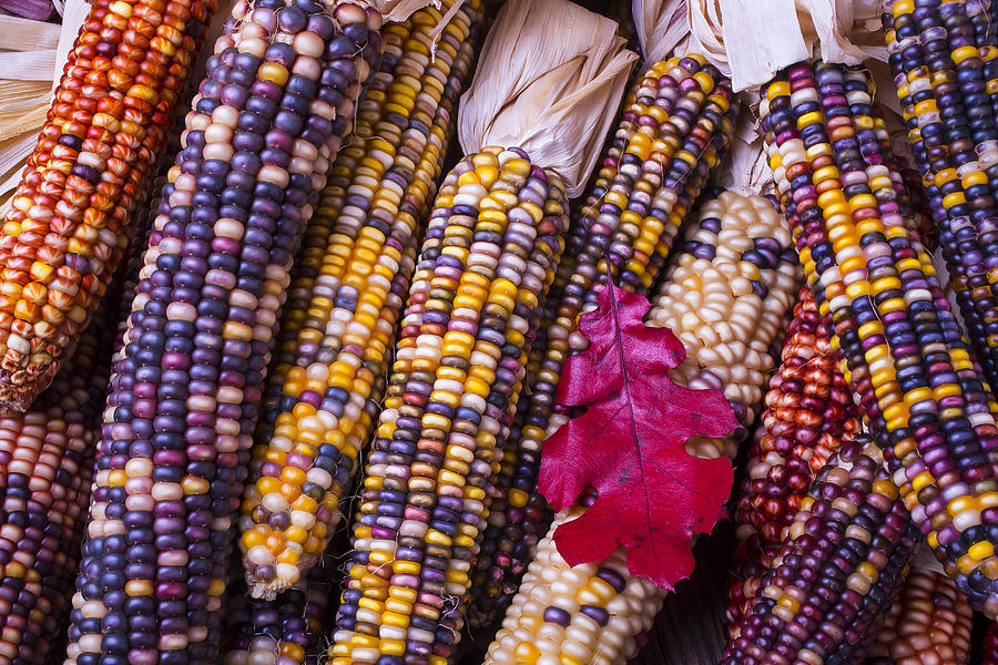 red-leaf-and-indian-corn-garry-gay.jpg