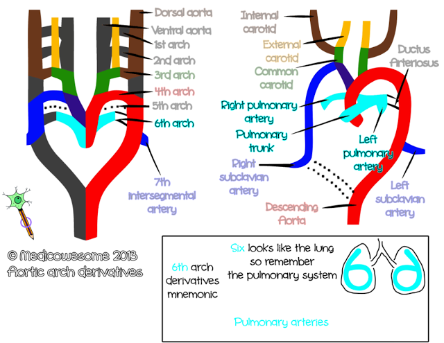 Sixth arch artery - Aortic arch derivatives embryology mnemonic