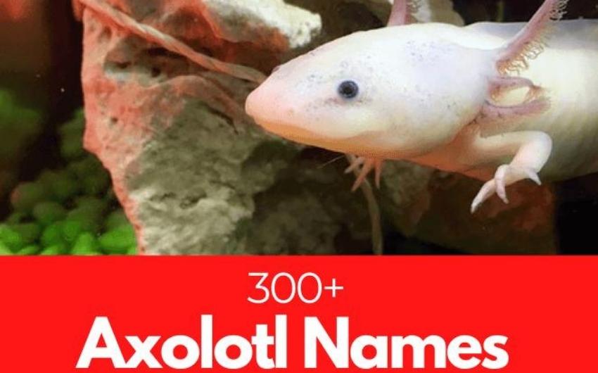 Get an Axolotl Name