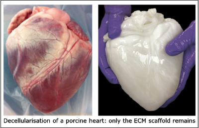 Demonstração de um coração porcino antes do processo de descelularização (figura à esquerda) e após a descelurização de órgãos (figura à direita),