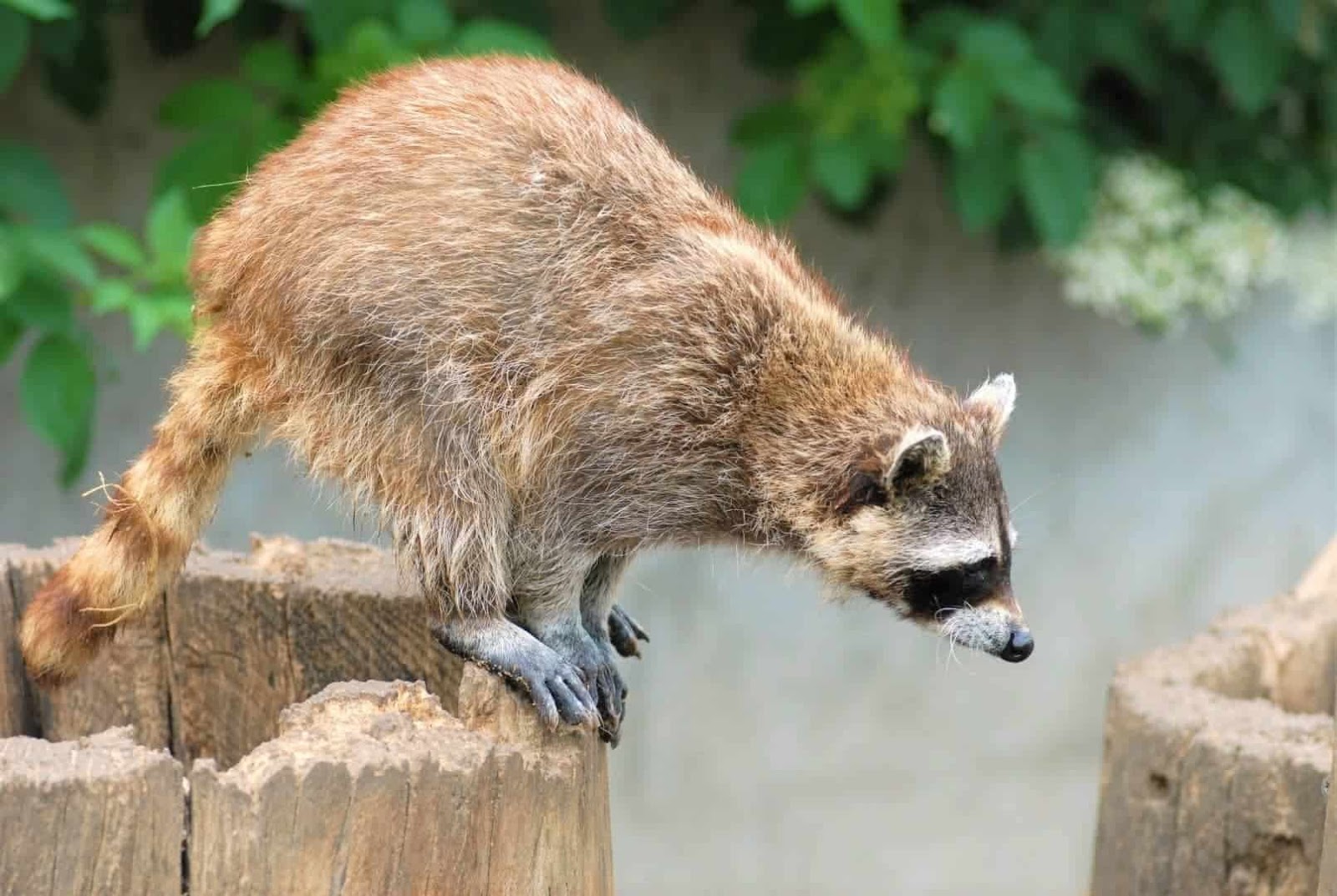 How High Can Raccoons Jump