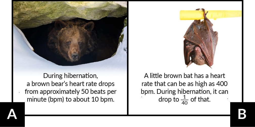 A: During hibernation, a brown bear's heart rate drops from approximately 50 beats per minute (bpm) to about 10 bpm. B: A little brown bat has a heart rate that can be as high as 400 bpm. During hibernation, it can drop to 1-fortieth of that.