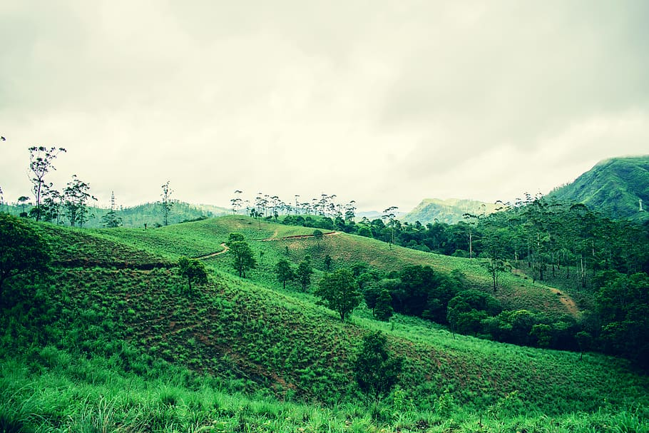 Explore the scenic coffee plantations of Kodaikanal