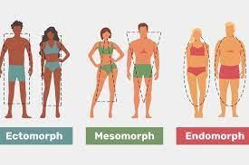Which Body Type Are You? Ecto, Meso or Endomorph - Tua Saúde