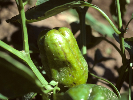 Cucumber Mosaic