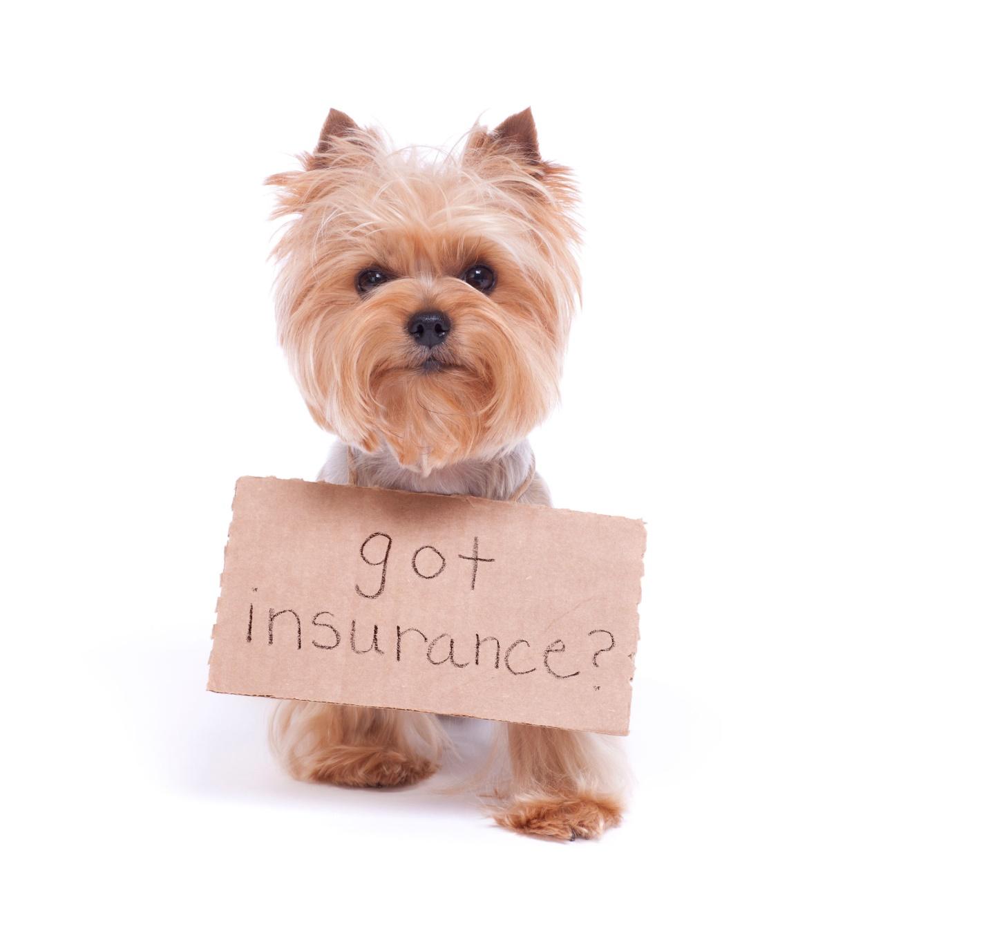 Best Pet Insurance for Dogs in Georgia