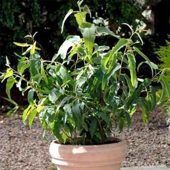 http://www.outsidepride.com/images/products/detail/gardenflower/eucalyptuslemon.jpg