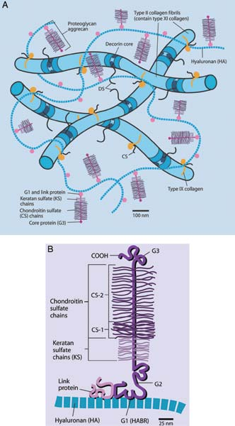 (A) Organization of Type-II collagen fibrils, containing Type-IX and -XI collagens and the multiple proteoglycan molecules that bind HA to form aggrecan in the extracellular matrix of articular cartilage. 
(B) Structure of proteoglycan molecule demonstrating the protein core and GAG side chains. 