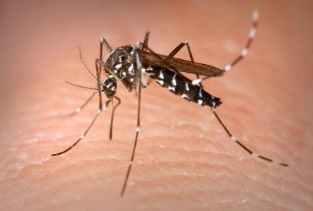 C:\Users\mariaelena\AppData\Local\Microsoft\Windows\Temporary Internet Files\Content.IE5\VEVELLVP\1200px-Aedes_Albopictus[1].jpg