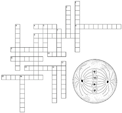 Cell Division Crossword