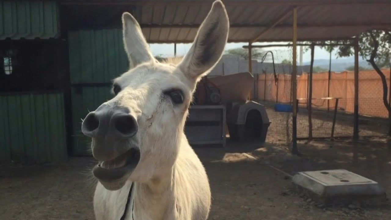 Donkey diva: Singing beast of burden becomes Indian sensation | AFP -  YouTube