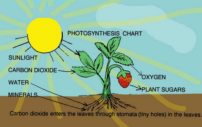 sharon-tamaki-primary-school-photosynthesis