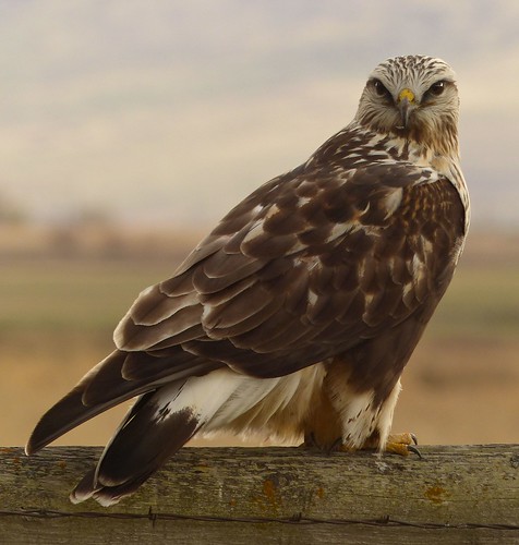 Rough-Legged Hawk