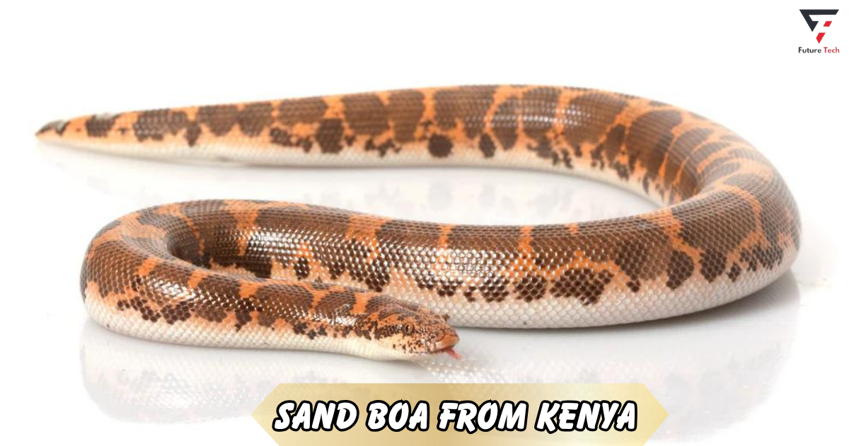 Sand Boa from Kenya