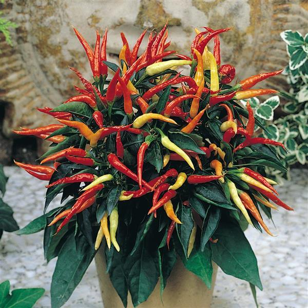 Medusa Pepper