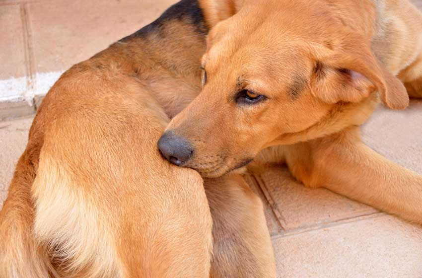 Chó bị áp xe vết tiêm là như thế nào?