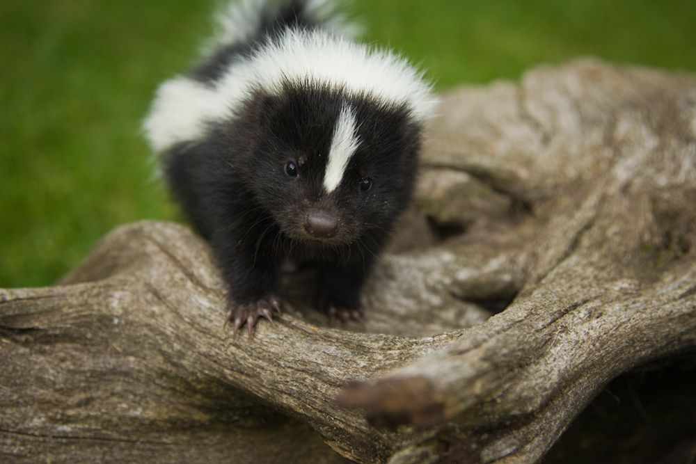 Skunks