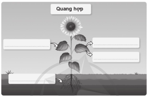 A diagram of a sunflower

Description automatically generated