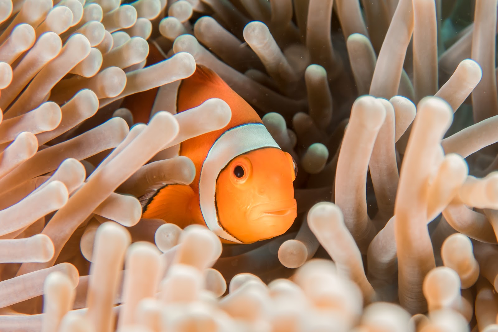 clown fish in sea anemone