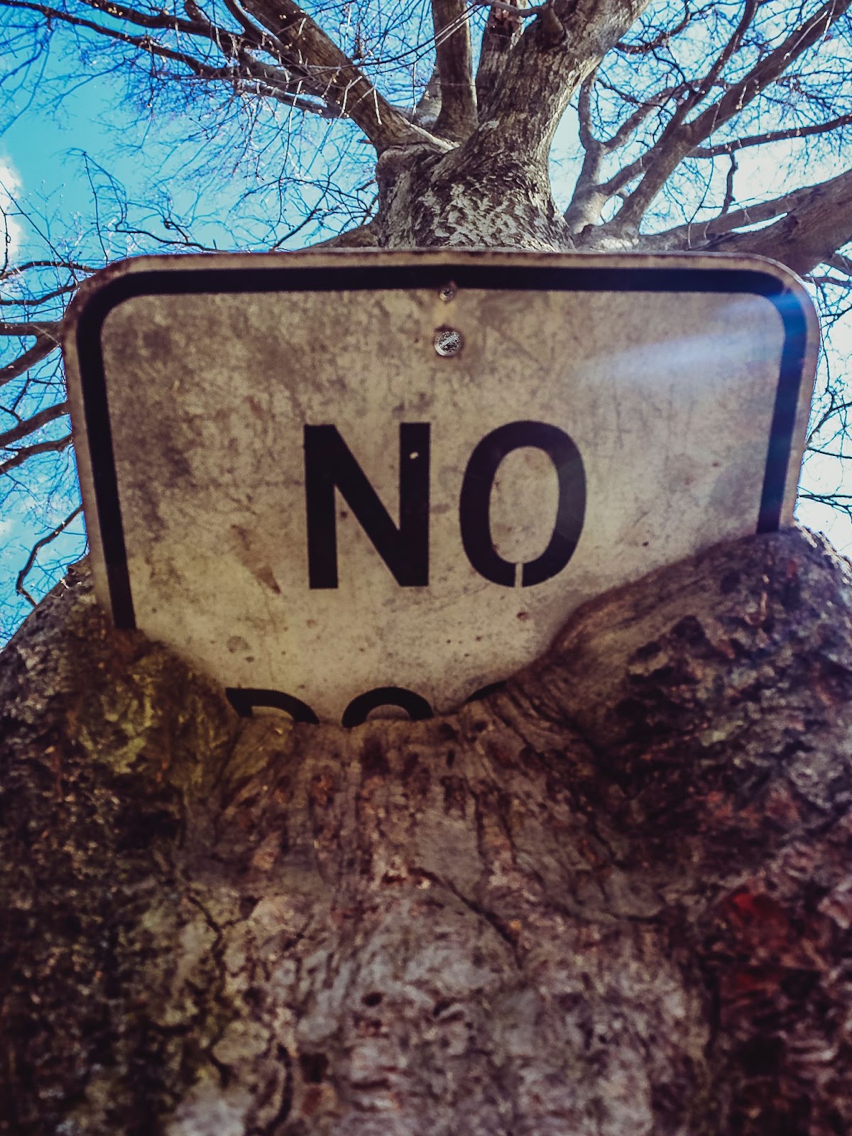 A road sign saying “No” surrounded by a tree that has grown around it.