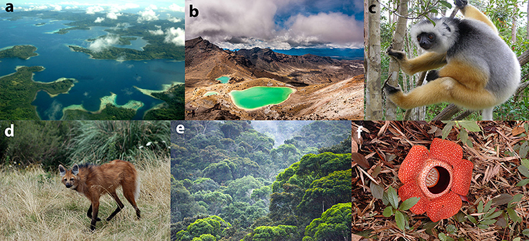 Photo A shows very blue water with highly vegetated coastal islands. Photo B shows small lakes of bright green water in valleys of a mountain landscape. The mountains do not have any vegetation. Photo C shows a lemur handing from a tree in a jungle forest setting. The lemur has brown-furred legs and a gray-furred body. Photo D shows a wolf in a grassland setting. The wolf has red fur and black legs. Photo E shows a very green and highly vegetated forest. Photo F shows a bright red flower with five petals on brown twigs. 