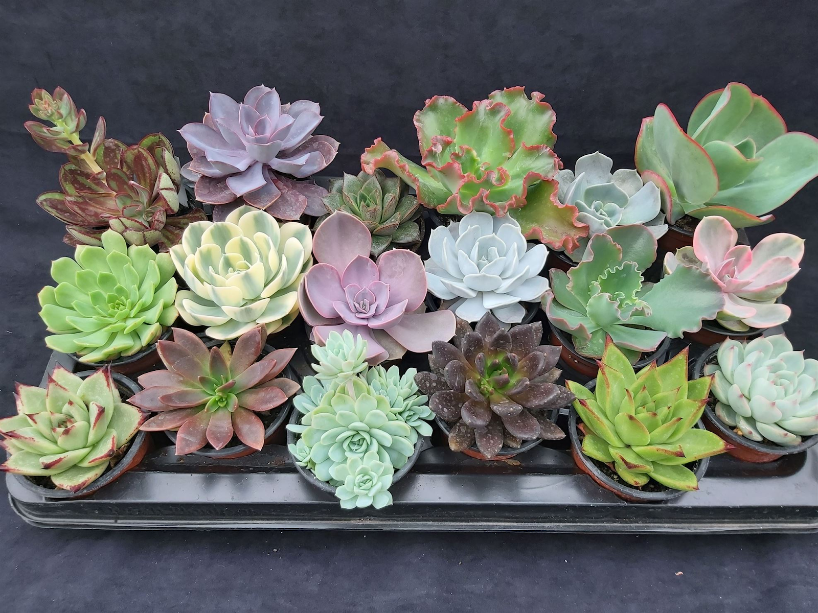 Echeveria Elegans plant in different color and shape