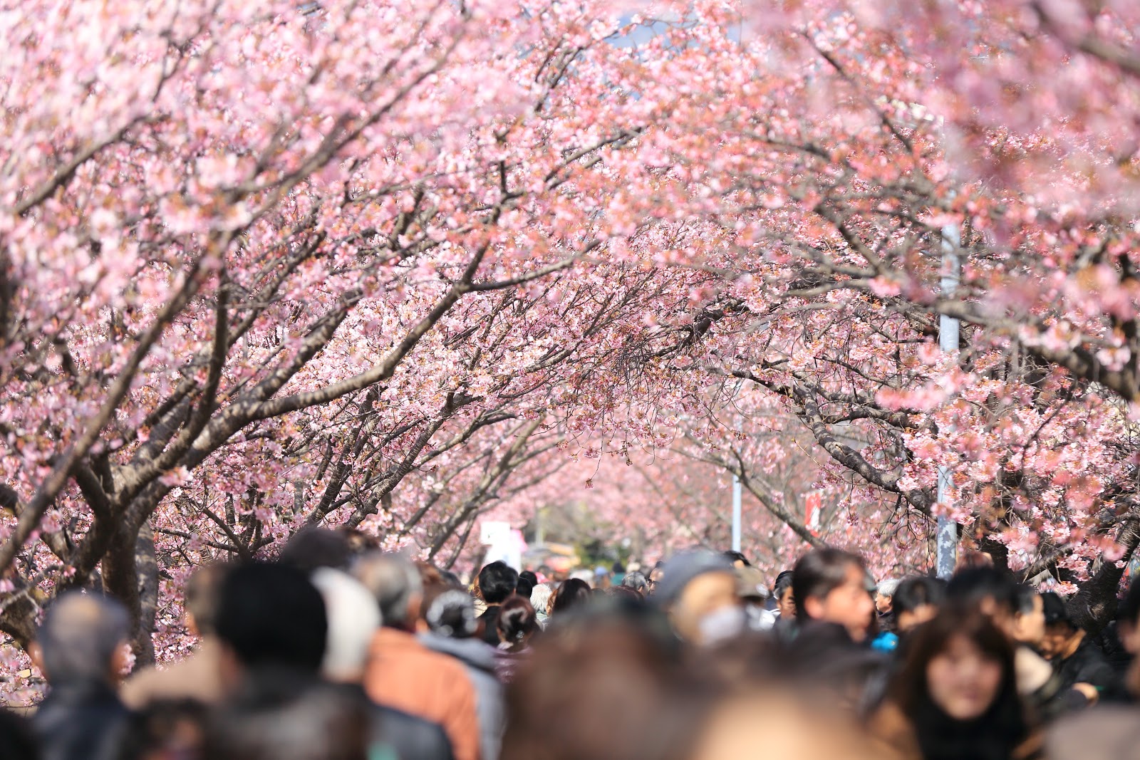 Negeri Sakura Jepang