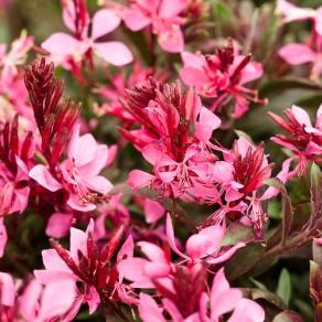 Karalee® Petite Pink - Butterfly Flower - Gaura lindheimeri