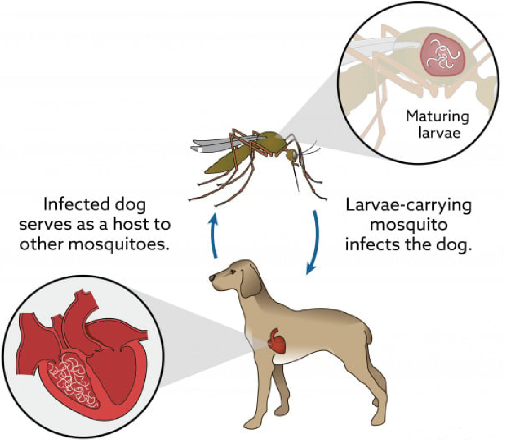 infected dog serves as host to other mosquitoes