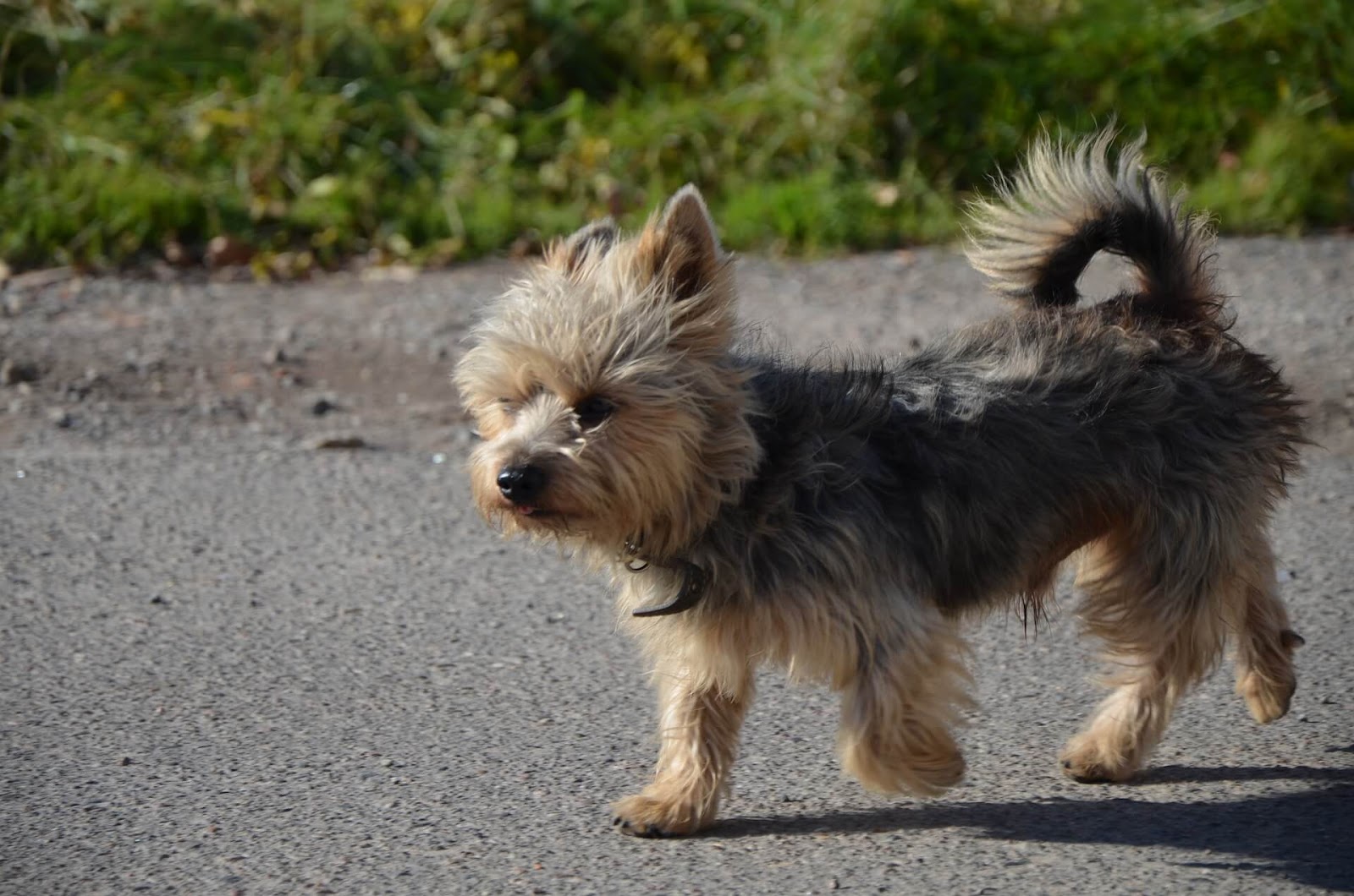 How Often Should You Bathe A Yorkie?